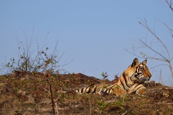 A tiger in Bandhavgarh
